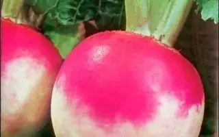 ЭСТИ НАЭРИС