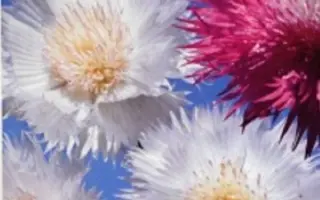 АРОМАТНОЕ ОБЛАКО