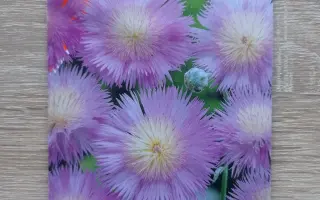 СИРЕНЕВАЯ ДЫМКА