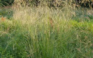 БАРКАМПСИЯ