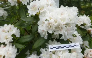 БЕЛЫЙ ЛЕБЕДЬ