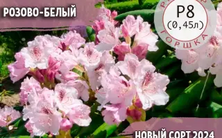 АНТОН ЧЕХОВ