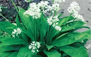 МЕДВЕЖИЙ ДЕЛИКАТЕС