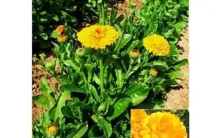 РАЙСКИЙ САД