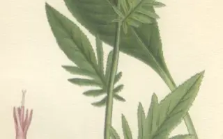 УСТЬ-СЫСОЛЬСКАЯ