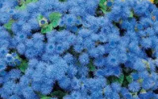 ГОЛУБОЕ МОРЕ