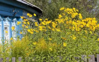 ОМСКИЙ БЕЛЫЙ