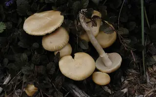 САНТАНА ОА 707