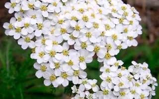 ВАСЮРИНСКИЙ