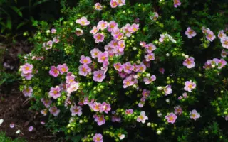 КАПЧАЛИНСКИЙ