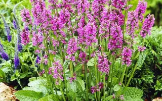 ФИТОЖЕМЧУГ