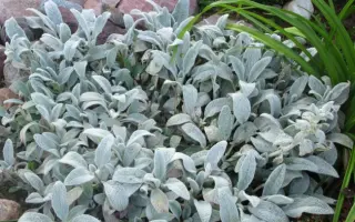 ЯБЛОНЕВЫЙ ЦВЕТ