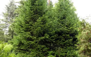 ПУШКИНСКАЯ ОРИГИНАЛЬНАЯ