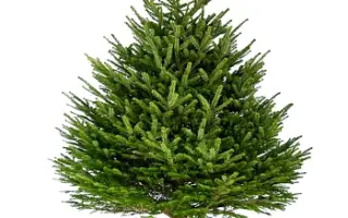 ЕРМАКОВСКАЯ