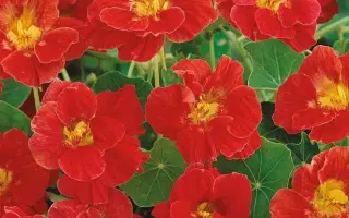 ПУРПУРНЫЙ ГЛЯНЕЦ