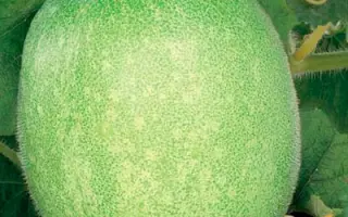 БЕЛОСНЕЖКА