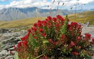 ПЕРВОУРАЛЬСКАЯ