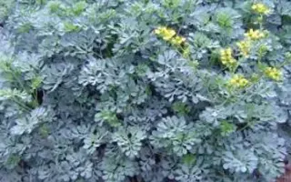 КРУЖЕВНИЦА