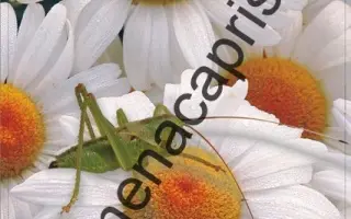 ЛЮБИТ-НЕ-ЛЮБИТ