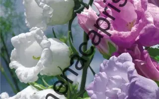 ВЕЧЕРНИЙ ЗВОН