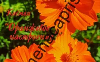 ОРАНЖЕВОЕ НАСТРОЕНИЕ