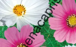 ВОСПОМИНАНИЕ