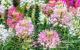 ЭСТАФЕТА ПРИМОРЬЯ