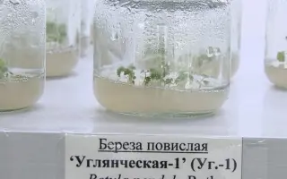 УГЛЯНЧЕСКАЯ 1