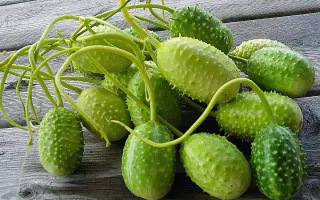 ДИЕТИЧЕСКИЙ