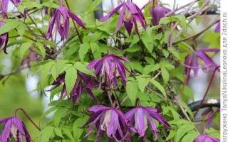 БИДЖИНСКАЯ