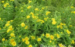 ВОРОНЕЖСКАЯ