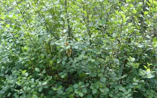 ВОРОНЕЖСКАЯ