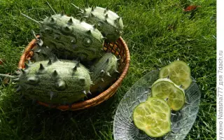 ЗЕЛЕНЫЙ ДРАКОН