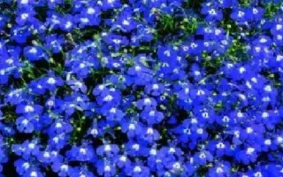 ГОЛУБОЙ БРИЗ