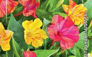 УТРЕННЯЯ ЗОРЬКА