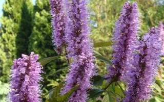 РОЗОВОЕ ОБЛАКО