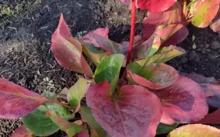 КРАСОТЫ КУЗБАССА