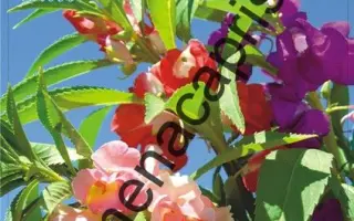 РОЗОВЫЕ ГРЕЗЫ