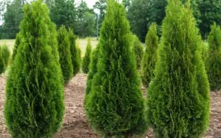 КУБАНСКИЙ ИЗУМРУД