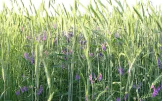 Полтавская 77 / Полтавська 77