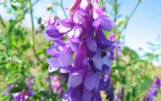 Степная / Степна