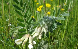 Pannonska / Паннонська