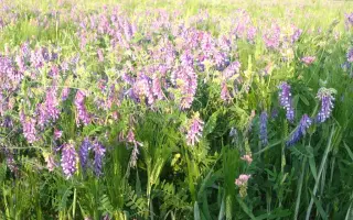 Подільська рання