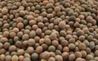 Белоцерковская 34 / Білоцерківська 34