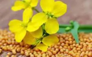 Запоріжанка