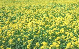 Підпечерецька