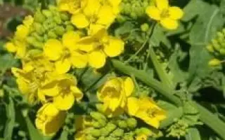 Тавричанка