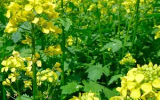 Тавричанка 15