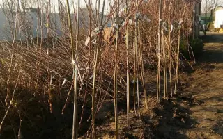 Тернопільська