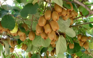 Караваївська урожайна